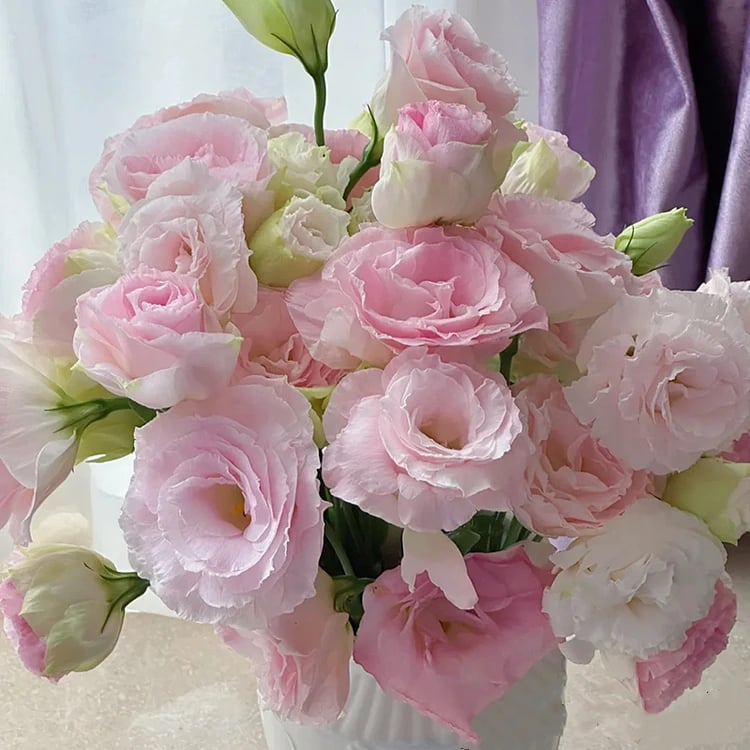 🌱12 Days Germination🔥Premium Mixed Colors Easy To Grow Thornless Rose - Lisianthus Seeds