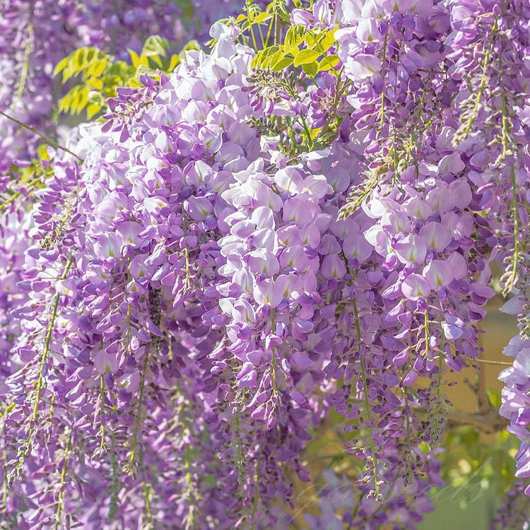 🌸WISTERIA - THE GARDEN’S CASCADING BEAUTY ALL YEAR ROUND