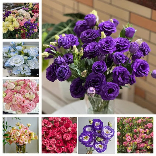 🌱12 Days Germination🔥Premium Mixed Colors Easy To Grow Thornless Rose - Lisianthus Seeds