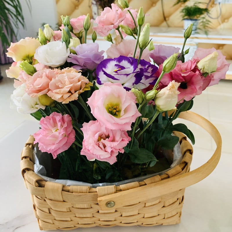 🌱12 Days Germination🔥Premium Mixed Colors Easy To Grow Thornless Rose - Lisianthus Seeds