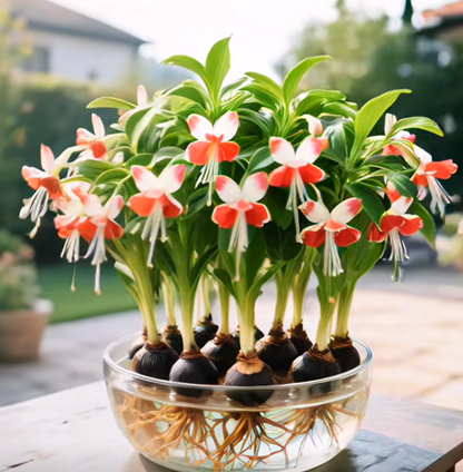 Phalaenopsis Lantern Flower Bulbs