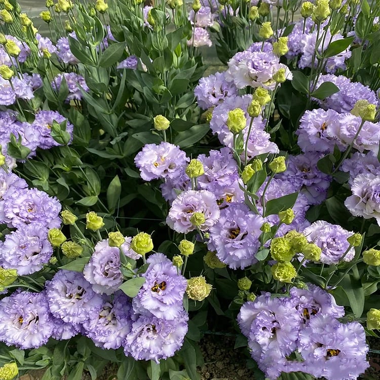 🌱12 Days Germination🔥Premium Mixed Colors Easy To Grow Thornless Rose - Lisianthus Seeds