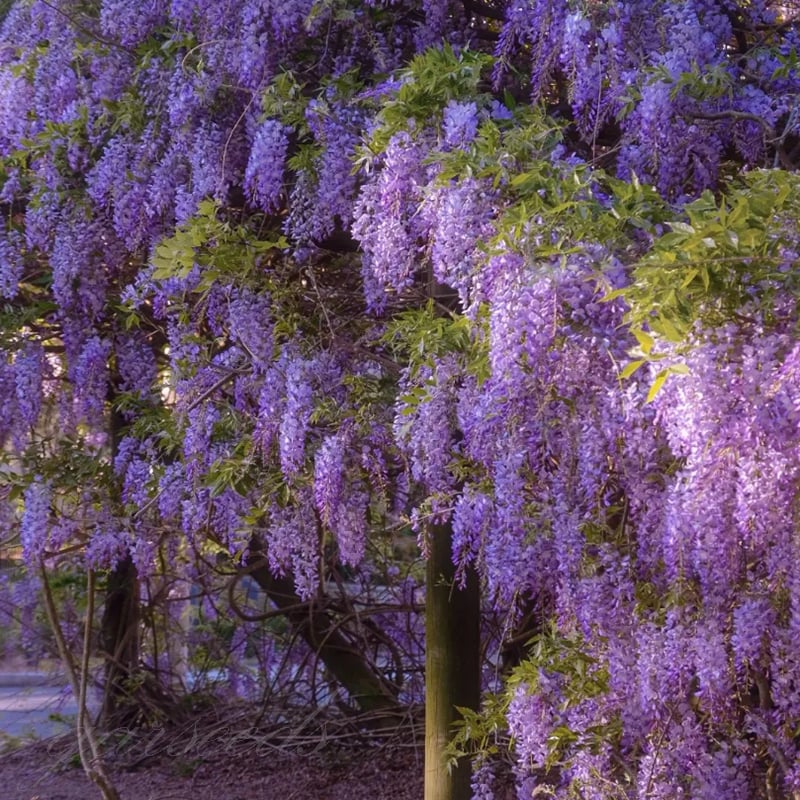 🌸WISTERIA - THE GARDEN’S CASCADING BEAUTY ALL YEAR ROUND