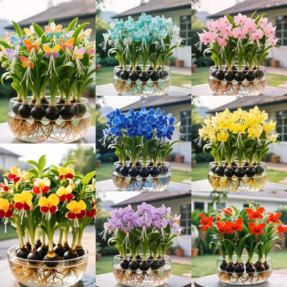 Phalaenopsis Lantern Flower Bulbs