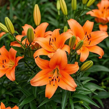 🌺Perfume Lily Bulbs—Fresh and Sweet