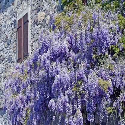 🌸WISTERIA - THE GARDEN’S CASCADING BEAUTY ALL YEAR ROUND