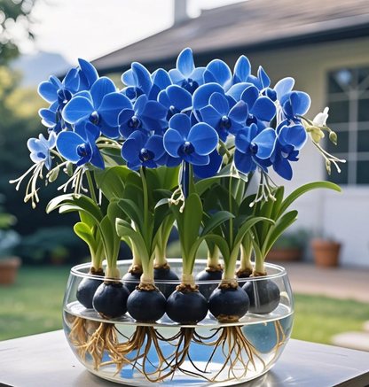 Phalaenopsis Lantern Flower Bulbs