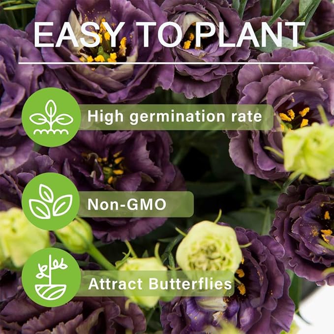 🌱12 Days Germination🔥Premium Mixed Colors Easy To Grow Thornless Rose - Lisianthus Seeds