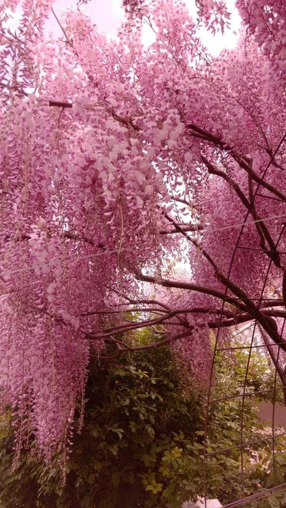 🌸WISTERIA - THE GARDEN’S CASCADING BEAUTY ALL YEAR ROUND