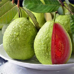 🍃 Organic Pink Guava Seeds + 🎁 Free Potting Mixture (100g)