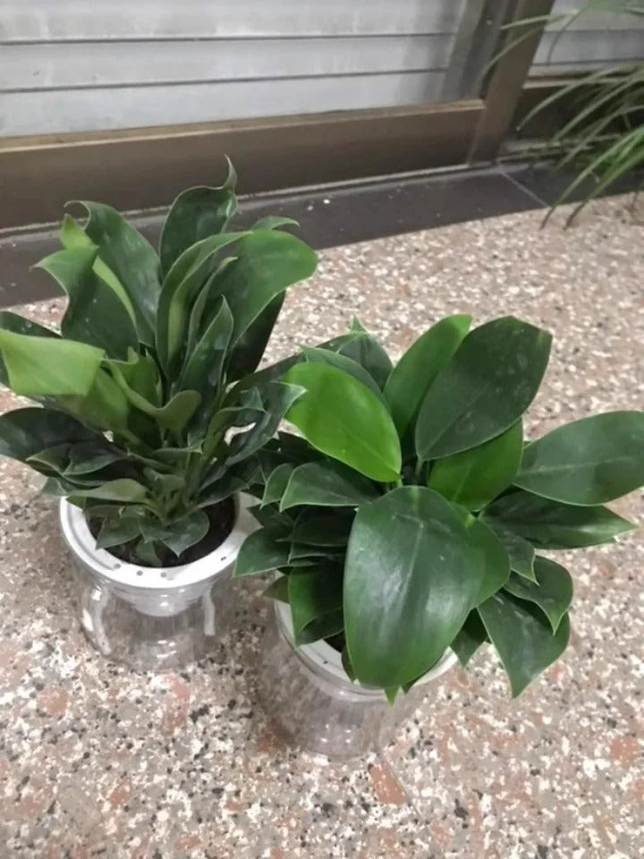 Lucky Plant Green Plants Wood【King of Lung Healing】