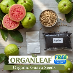 🍃 Organic Pink Guava Seeds + 🎁 Free Potting Mixture (100g)