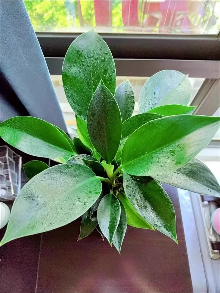 Lucky Plant Green Plants Wood【King of Lung Healing】