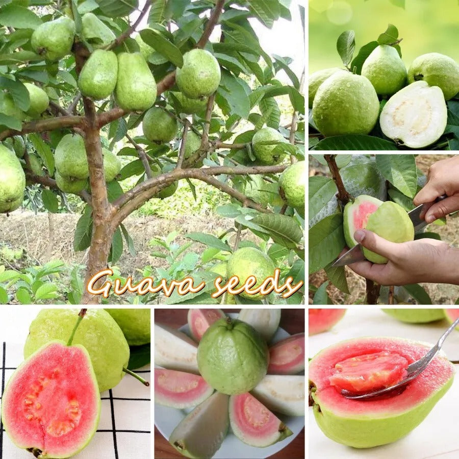 🍃 Organic Pink Guava Seeds + 🎁 Free Potting Mixture (100g)