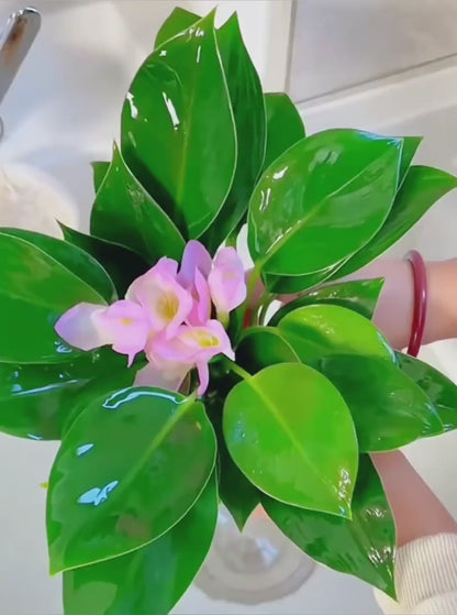 Lucky Plant Green Plants Wood【King of Lung Healing】